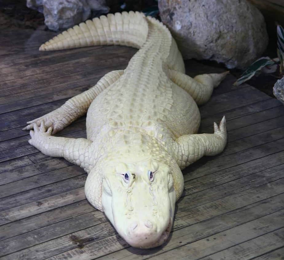 Albino-Alligator-Louisville-Zoo