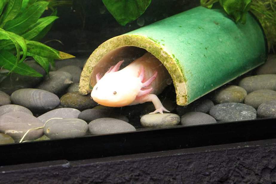 Axolotl-Memphis-Zoo