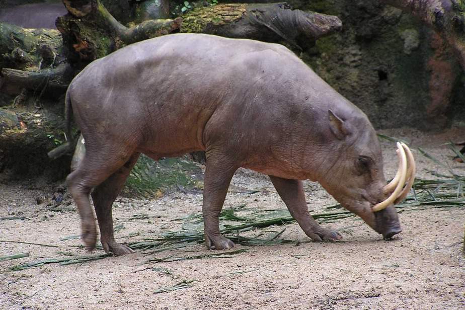 Babirusa-Riverbanks-Zoo
