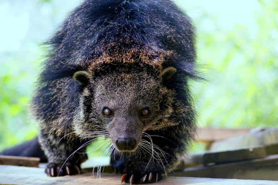 Binturong-Santa-Ana-Zoo