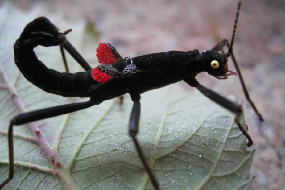 Black-Beauty-Walking-Stick-Oakland-Zoo