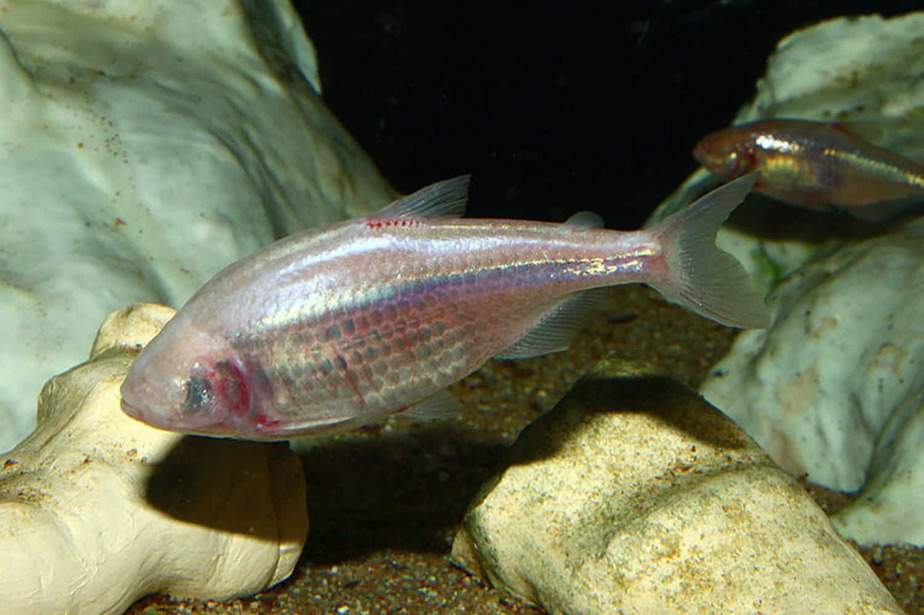 Blind-Cave-Fish-Henry-Doorly-Zoo