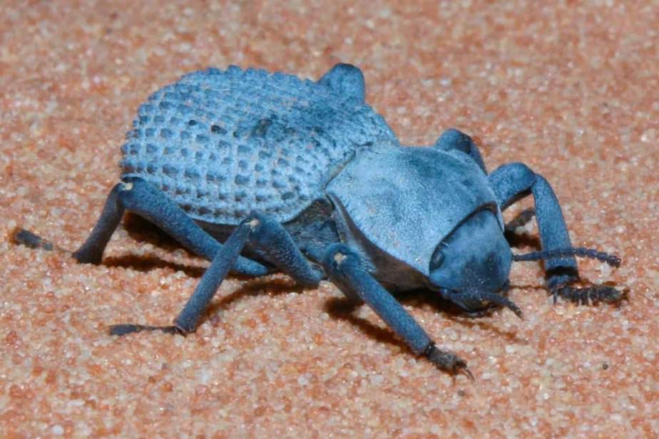 Blue-Death-feigning-Beetle-Cheyenne-Mountain-Zoo