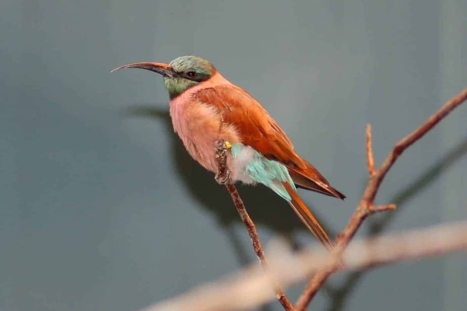 Carmine-Bee-Eaters-Saint-Louis-Zoological-Park
