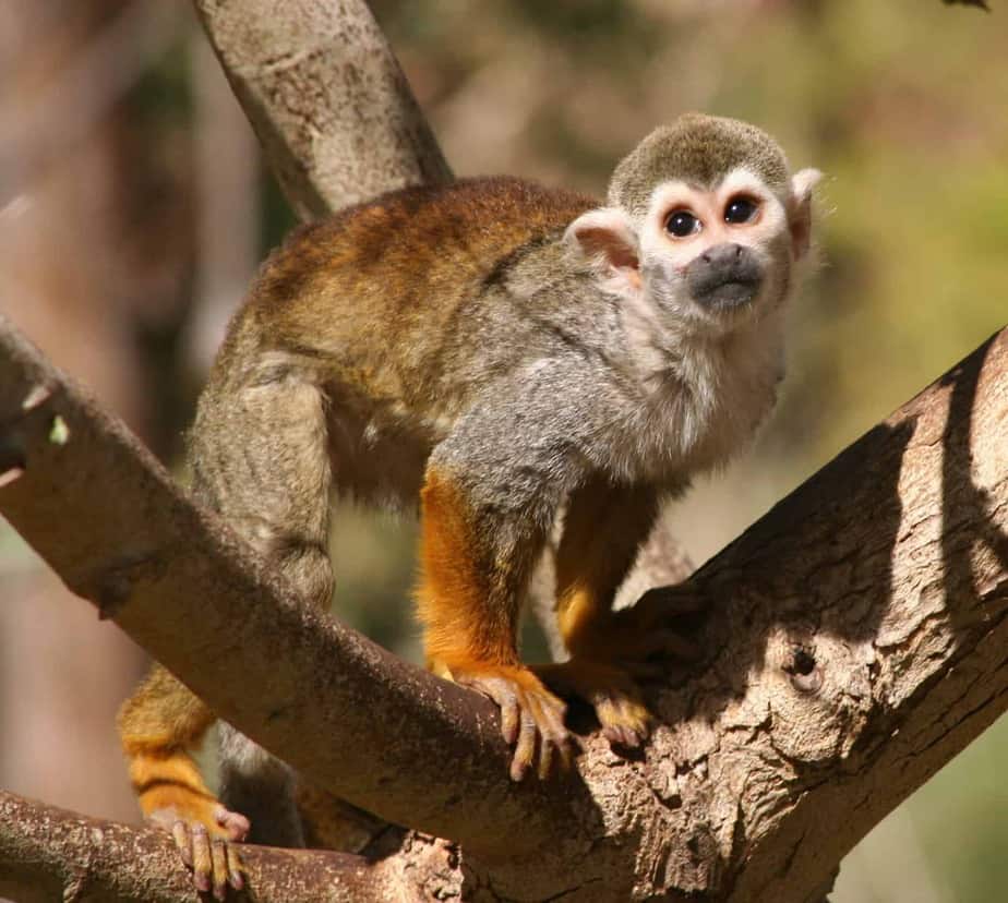 Common-Squirrel-Monkey-Phoenix,-Zoo