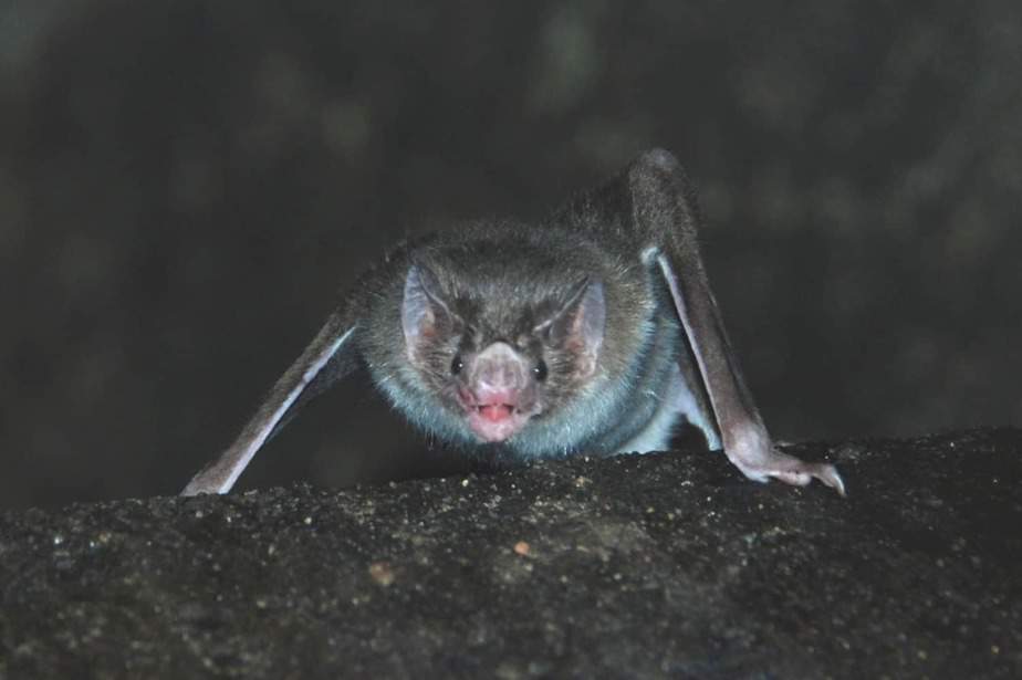 Common-Vampire-Bats-North-Carolina-Zoo