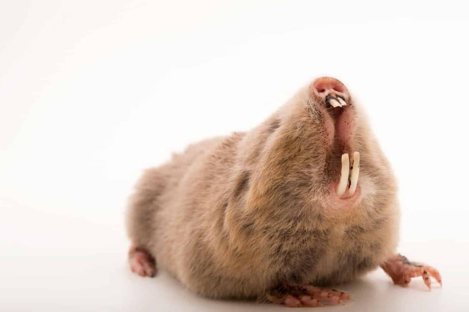Damara-Mole-rat-Houston-Zoo