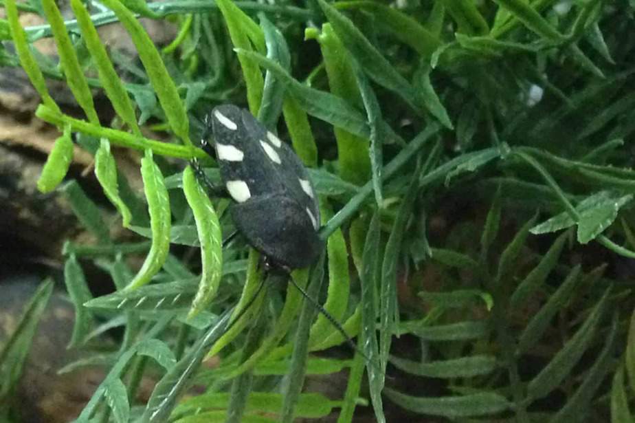 Domino-Roach-Cincinnati-Zoo-and-Botanical-Garden