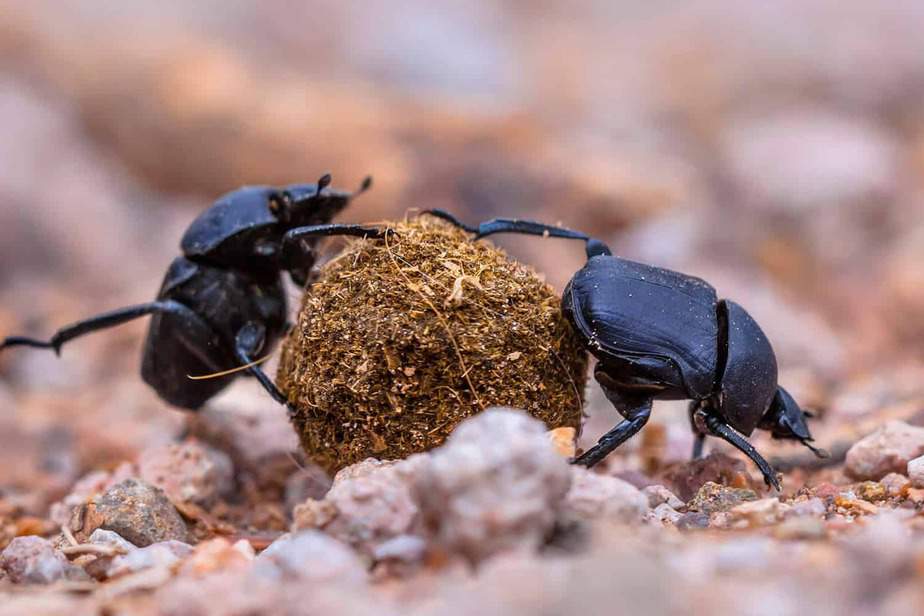 Dung-Beetle-Audobon-Zoo