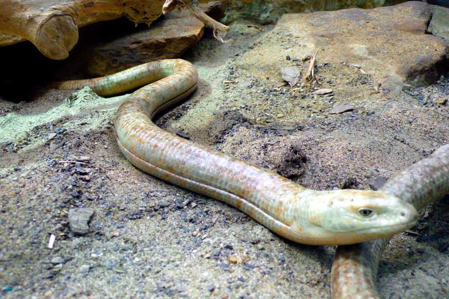 European-Legless-Lizard-Sacramento-Zoo