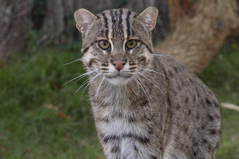 Fishing-Cat-San-Francisco-Zoo