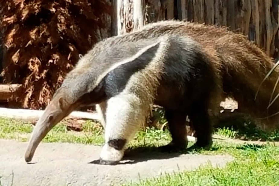 Giant-Anteaters-Dallas-Zoo