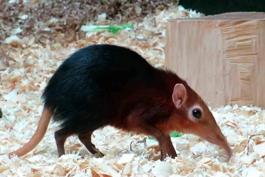 Giant-Elephant-Shrew-Philadelphia-Zoo