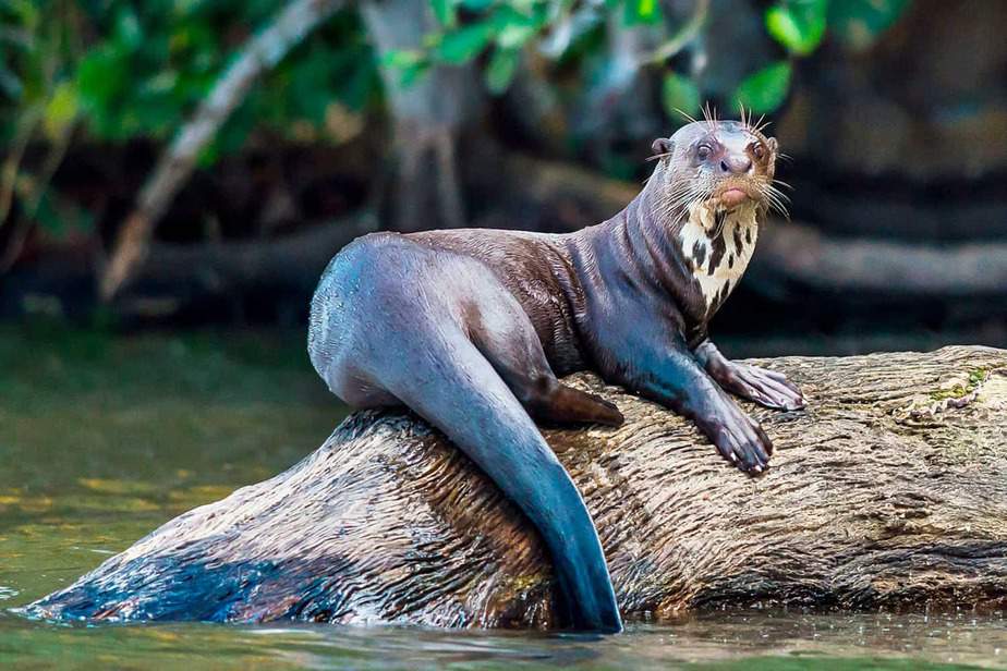 Giant-River-Otter-Jacksonville-Zoo-and-Gardens