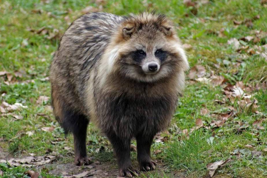 Japanese-Raccoon-Dog-Zoo-Atlanta