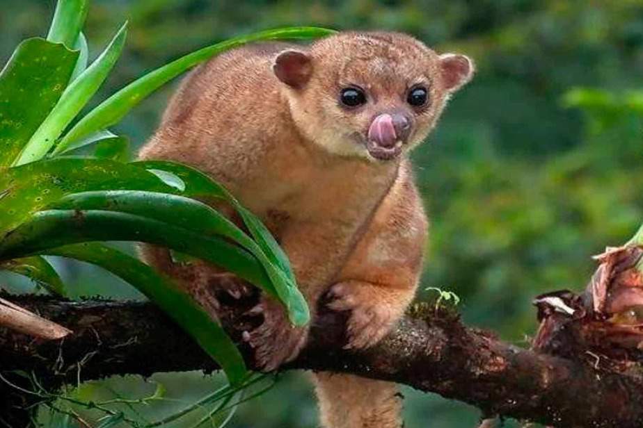 Kinkajou-Riverside-Park-Zoo