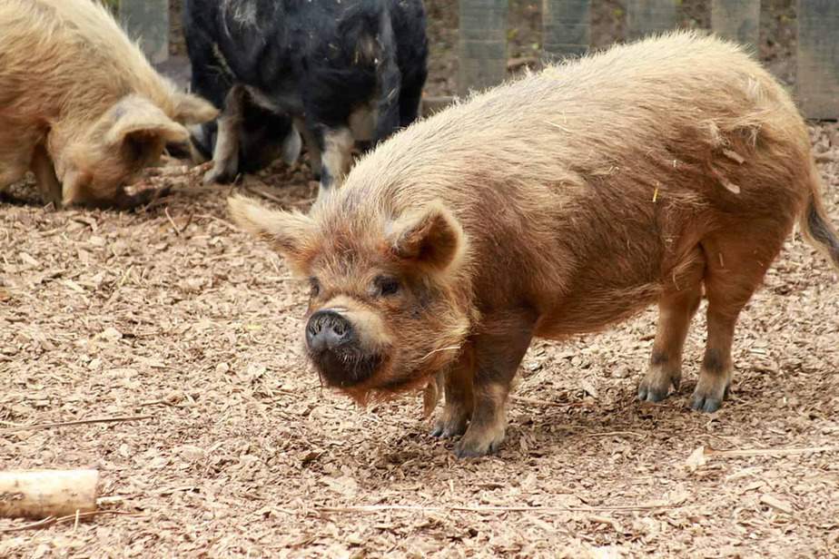 KuneKune-Pig-Pittsburgh-Zoo-&-PPG-Aquarium