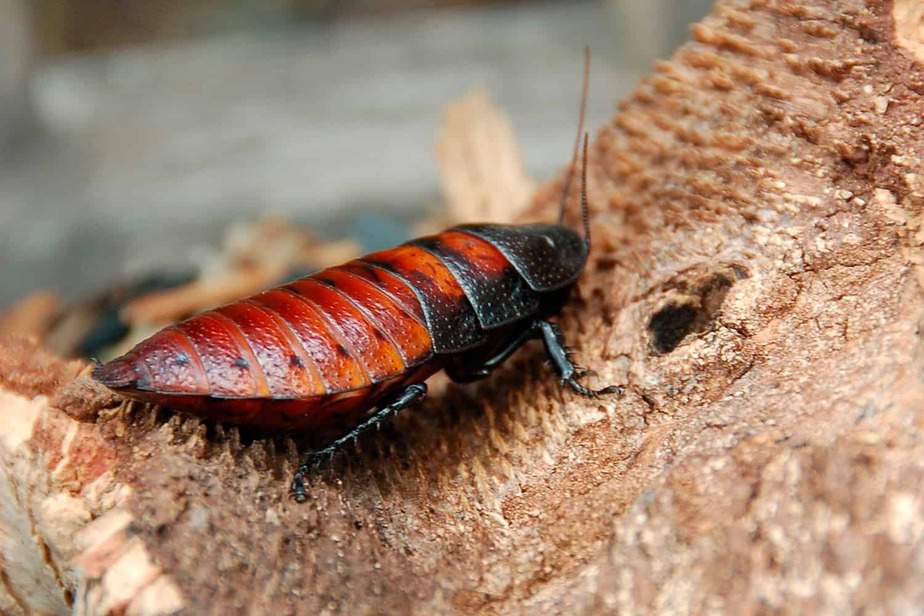 Madagascar-Hissing-Cockroach-Los-Angeles-Zoo