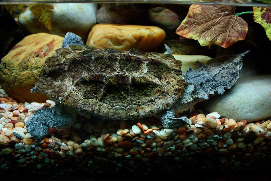 Matamata-Turtle-Detroit-Zoo