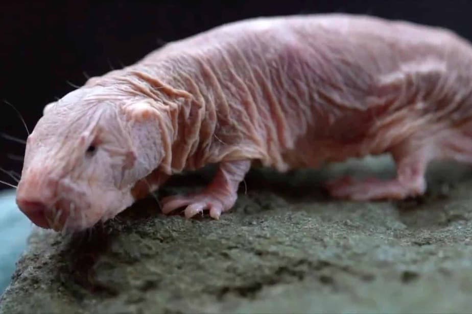 Naked-Mole-Rat-Oregon-Zoo