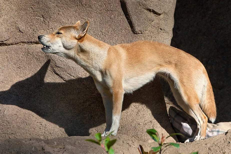 New-Guinea-Singing-Dog-Living-Desert-Zoo-and-Gardens