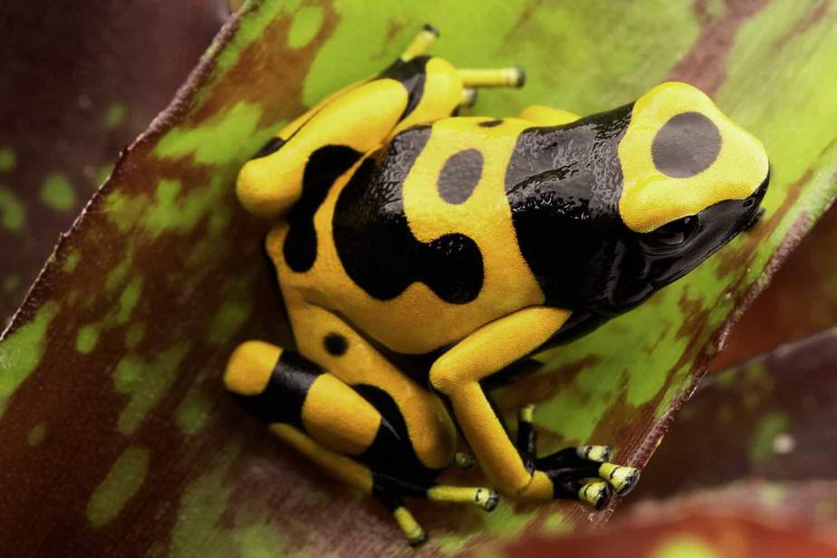 Poison-Dart-Frog-Bronx-Zoo
