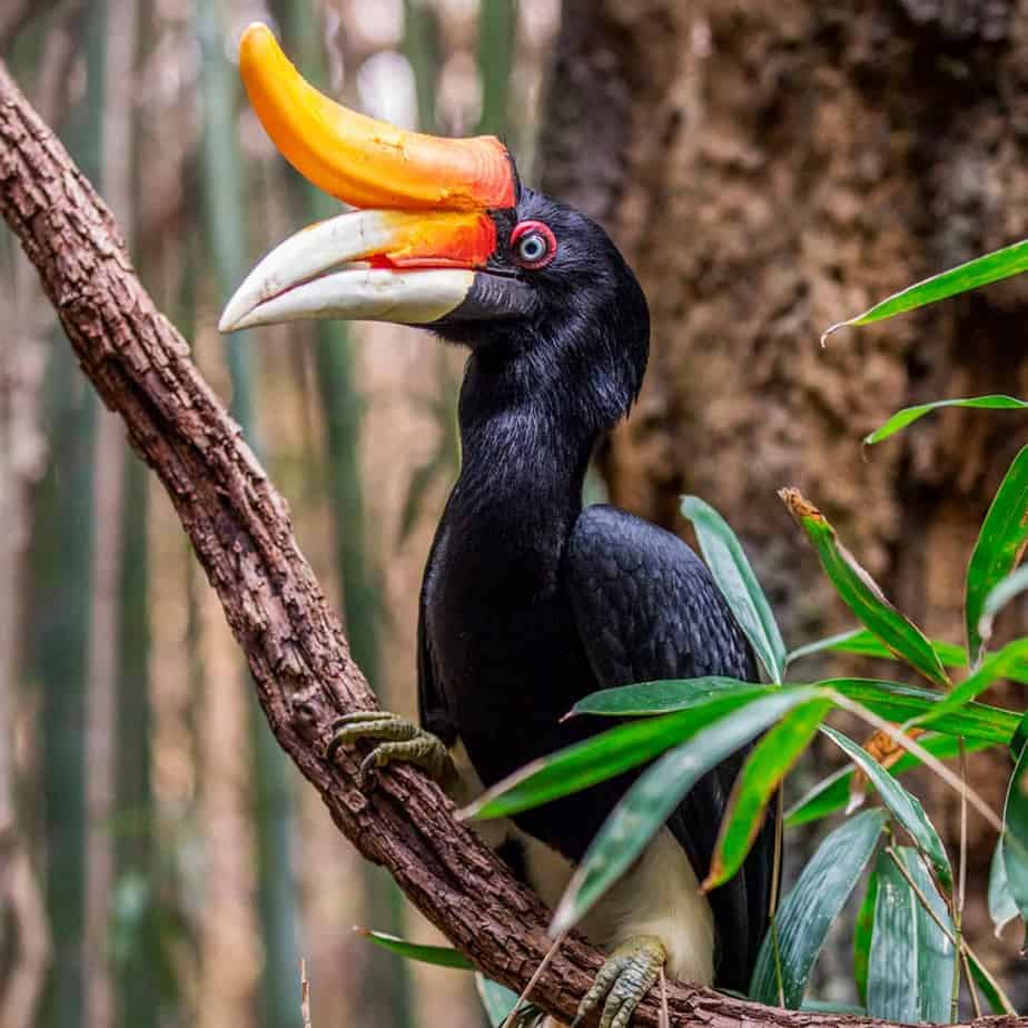 Rhinoceros-Hornbill-Nashville-Zoo