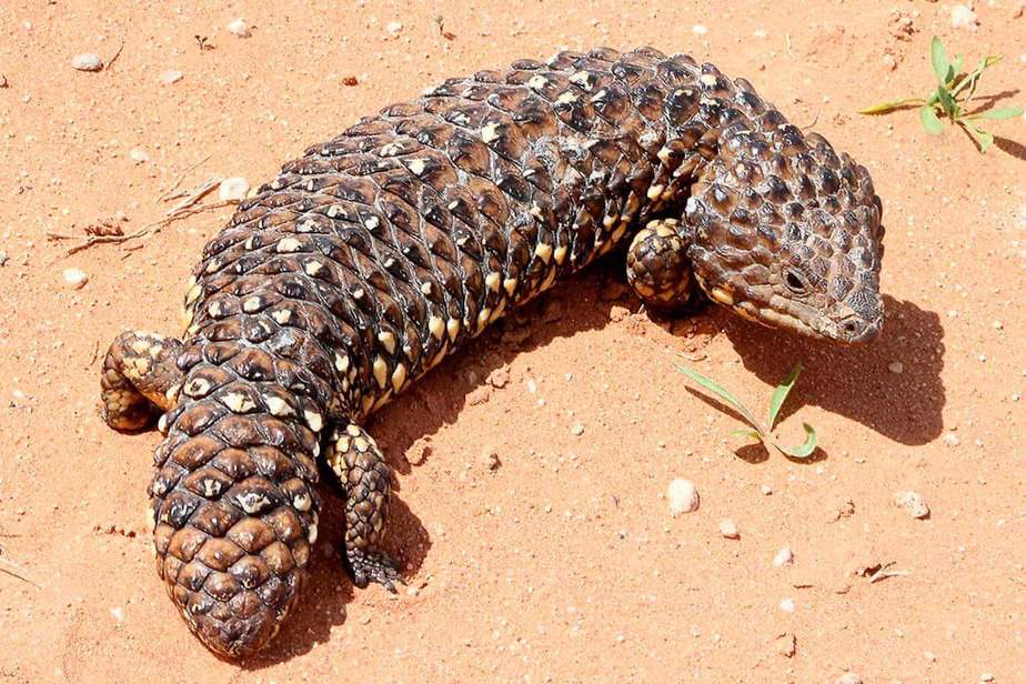 Shingleback-Skink-Oklahoma-City-Zoo-and-Botanical-Garden