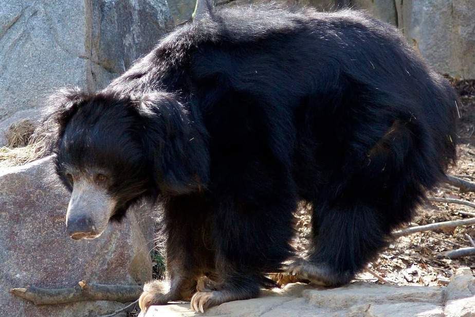 Sloth-Bears-Brookfield-Zoo