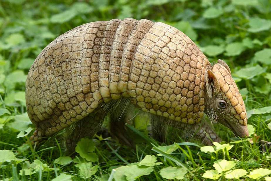 Southern-Three-banded-Armadillo-Woodland-Park-Zoo