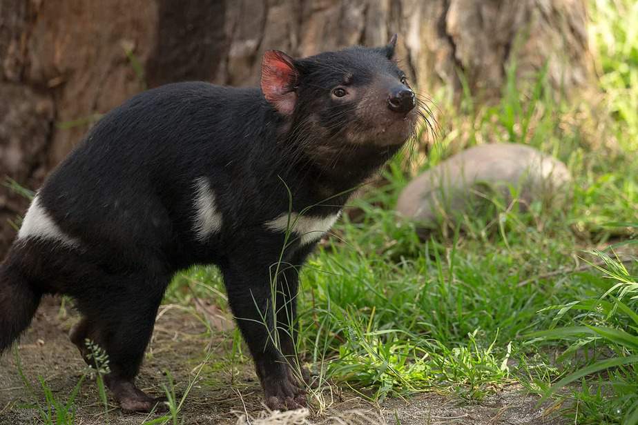 Tasmanian-Devil-Orange-County-Zoo