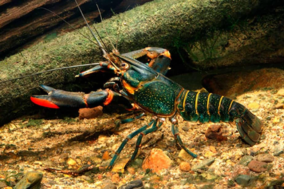 The-Queensland-Redclaw-Yabby-Sedgwick-County-Zoo