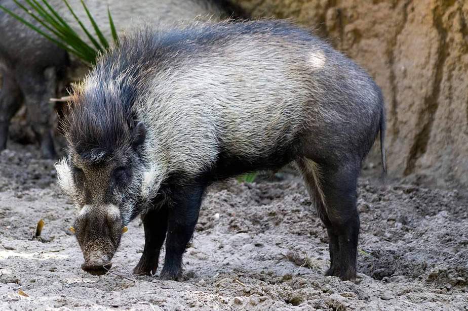 Visayan-Warty-Pig-Minnesota-Zoo