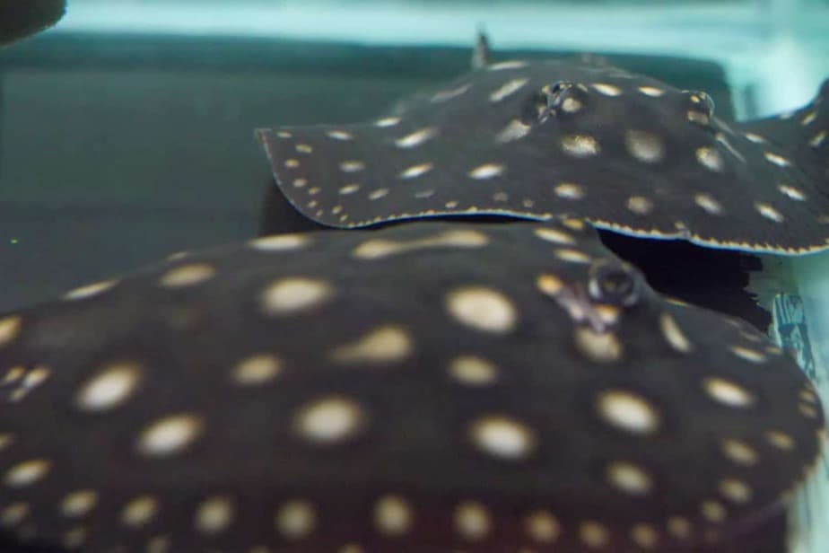 White-Blotched-River-Stingray-Lincoln-Park-Zoo