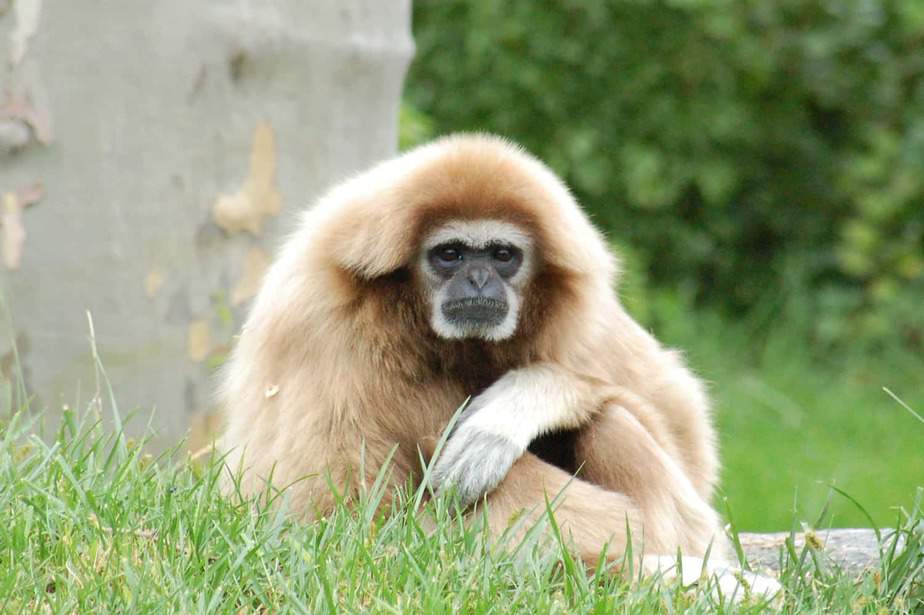 White-handed-Gibbon-Santa-Barbara-Zoo