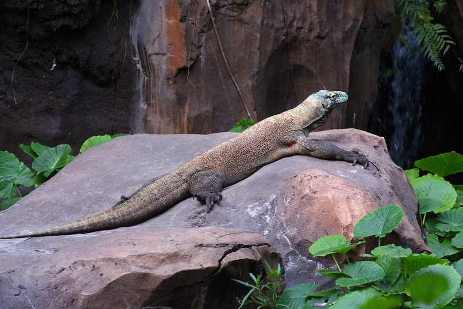 Komodo Dragon