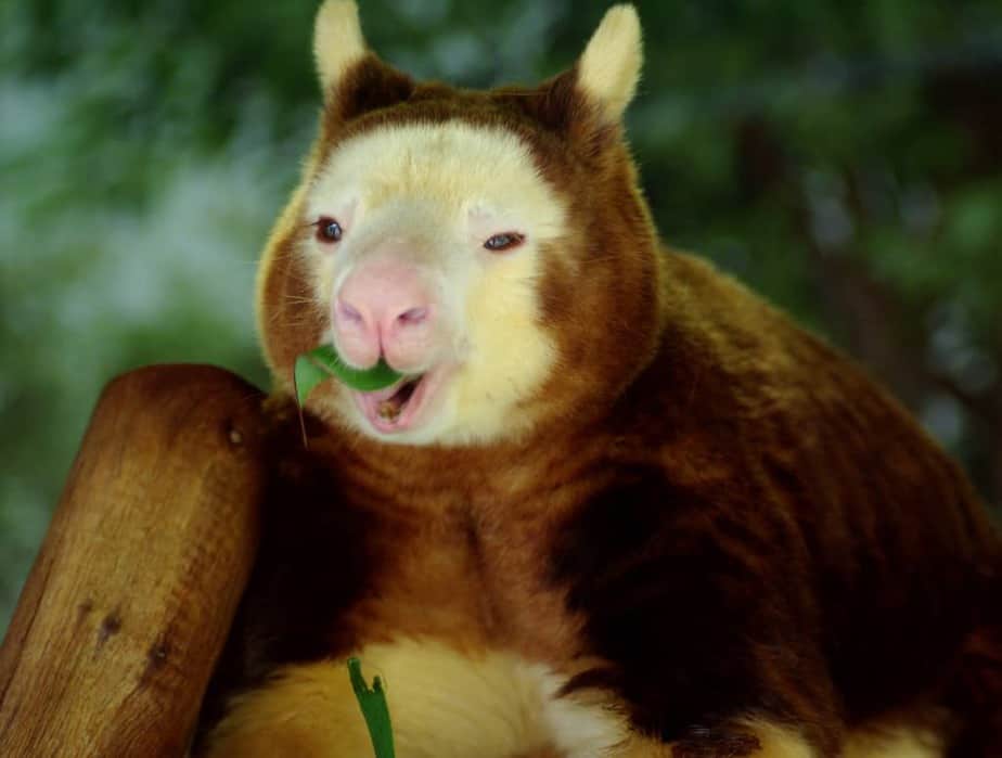 Matschie's Tree-Kangaroo