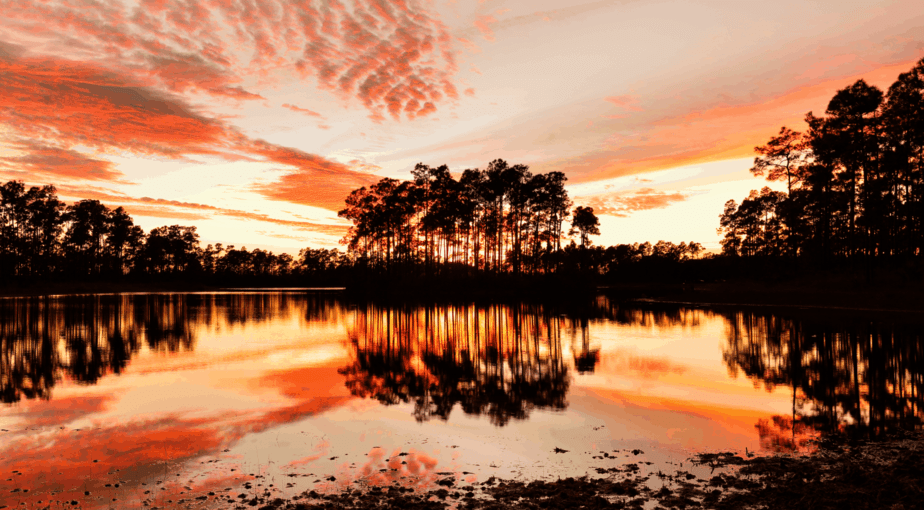 The Everglades
