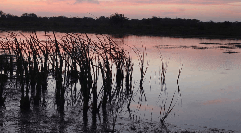 World Birding Center