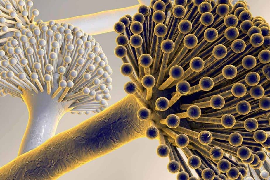 Best Air Purifiers for Mold