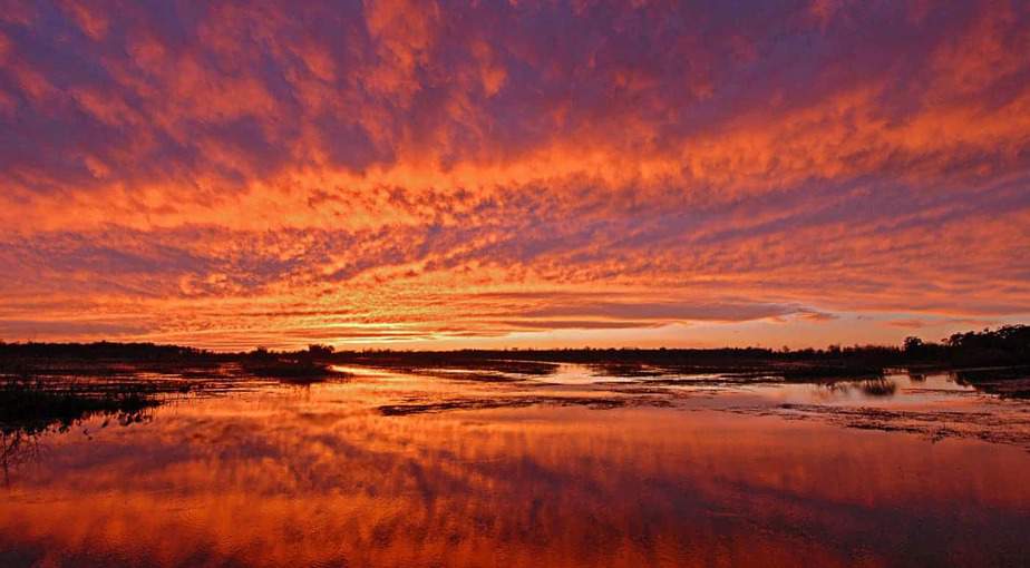 Coastal Marshes, LA