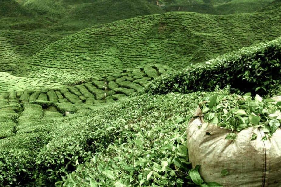 A field of green tea