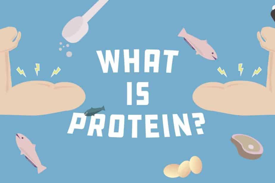 What is Protein?