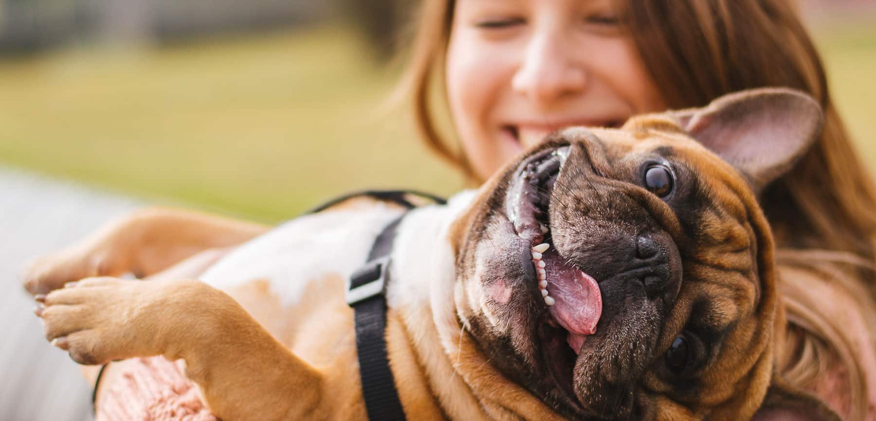 Best CBD for Dogs
