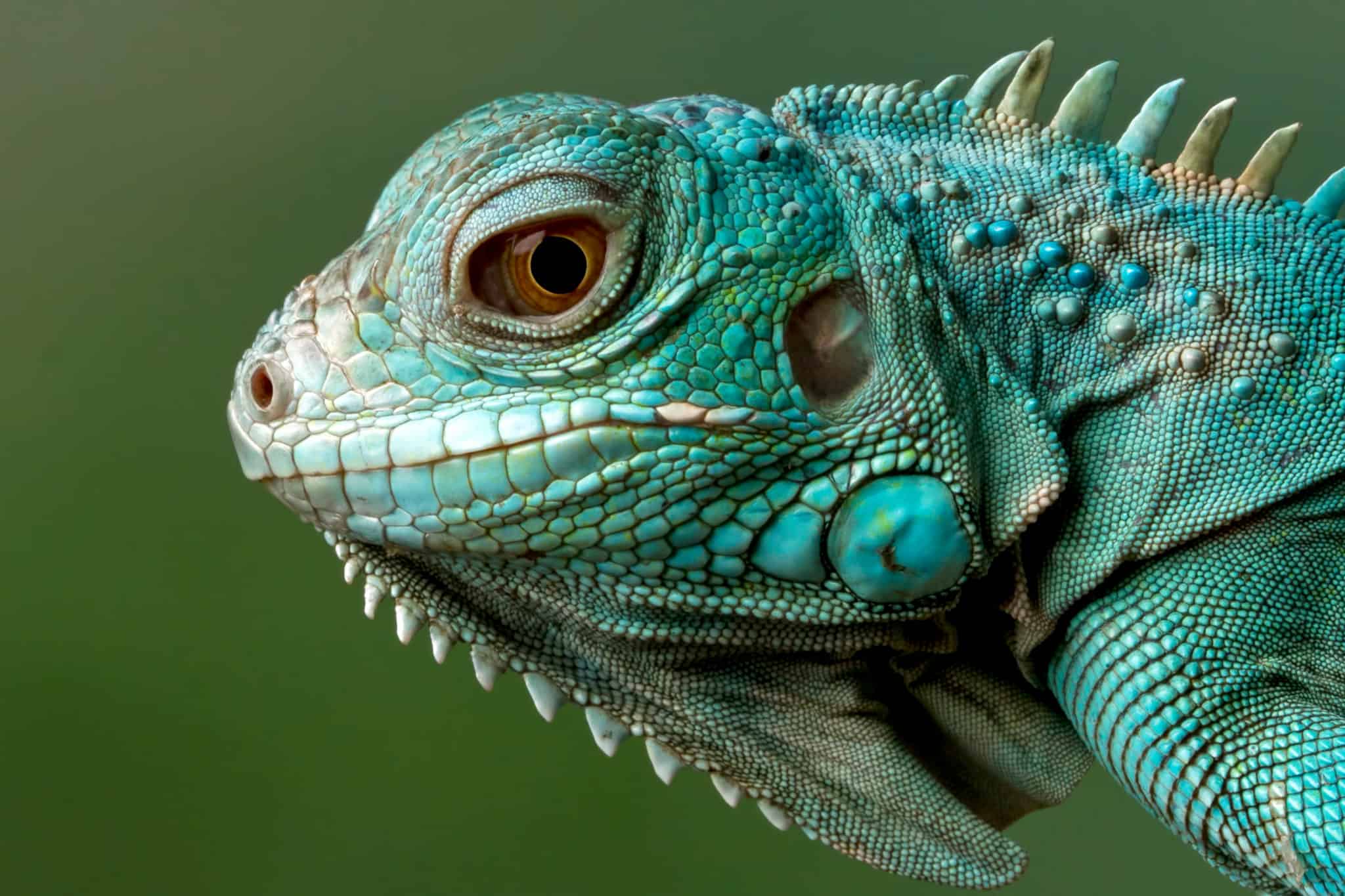 30 Amazing Islands To Visit With Wild Animals In 2022 - Rave Reviews