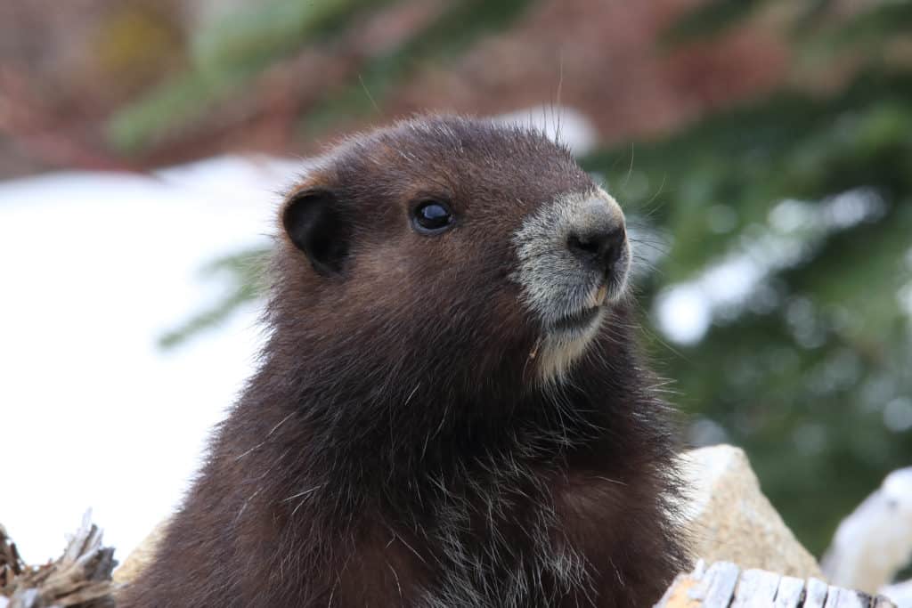 Vancouver Island Marmots