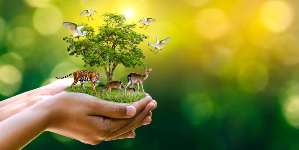 30 countries with wild animals