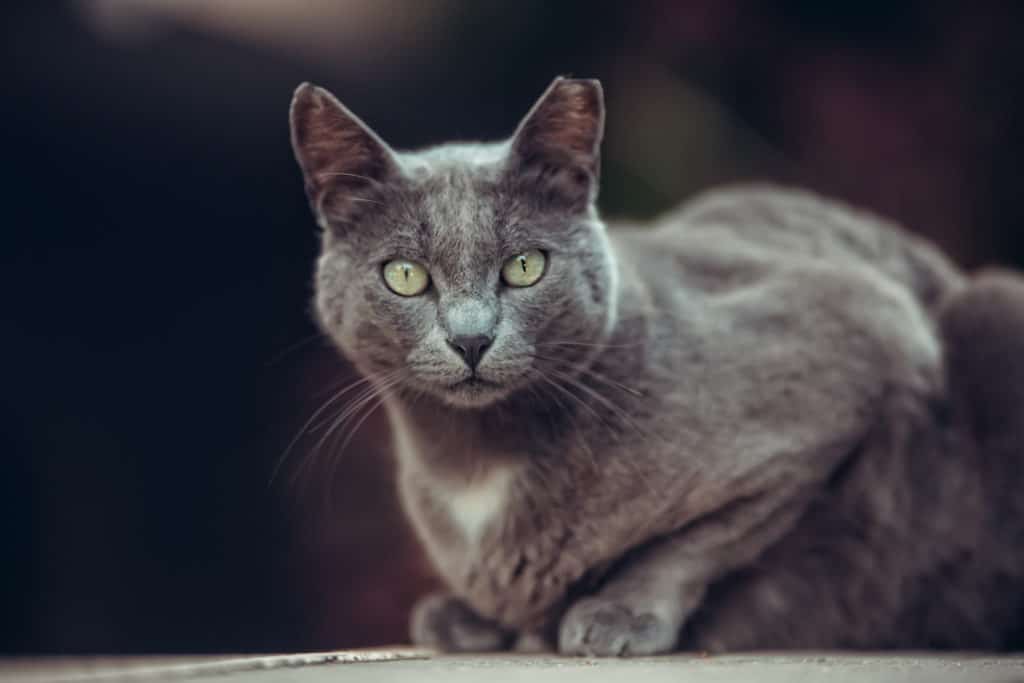Manx