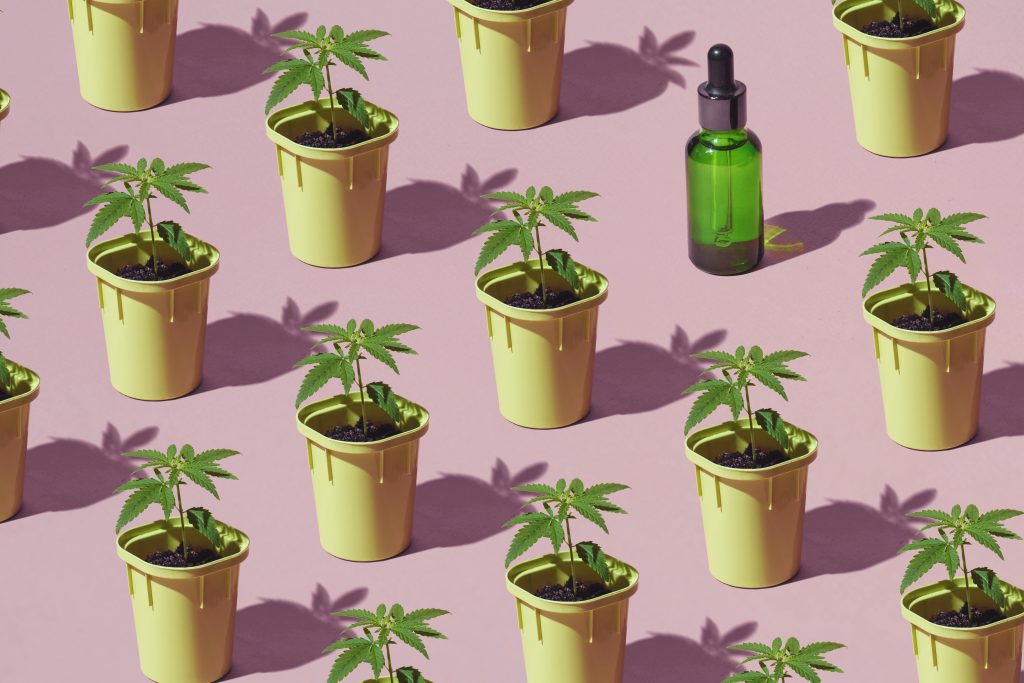 the best CBD brands in the world