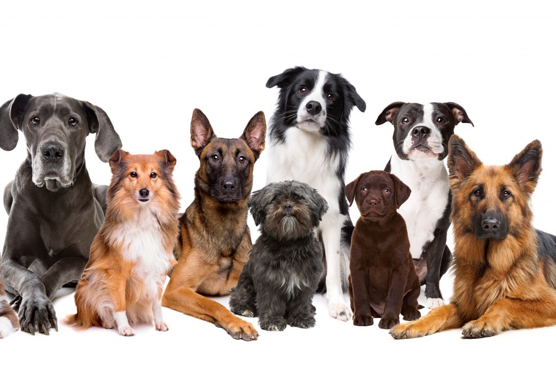 Correct CBD dosage for dogs